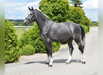 Koń oldenburski, Wałach, 4 lat, 168 cm, Siwa jabłkowita