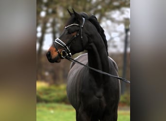 Koń oldenburski, Wałach, 4 lat, 169 cm, Skarogniada