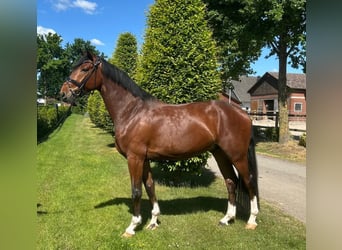 Koń oldenburski, Wałach, 4 lat, 170 cm, Ciemnogniada