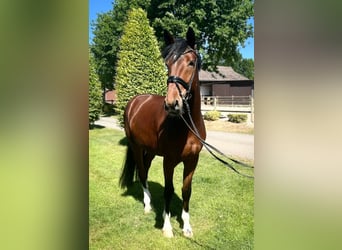 Koń oldenburski, Wałach, 4 lat, 170 cm, Ciemnogniada