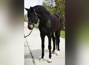 Koń oldenburski, Wałach, 4 lat, 170 cm, Gniada
