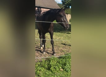Koń oldenburski, Wałach, 4 lat, 170 cm, Skarogniada