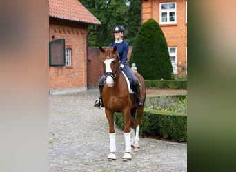 Koń oldenburski, Wałach, 4 lat, 171 cm, Kasztanowata