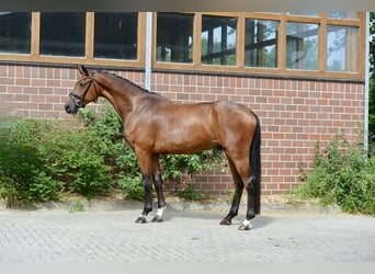 Koń oldenburski, Wałach, 4 lat, 172 cm, Gniada