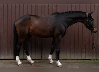 Koń oldenburski, Wałach, 4 lat, 172 cm, Gniada