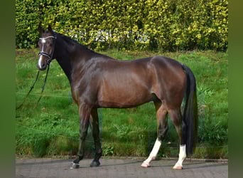 Koń oldenburski, Wałach, 4 lat, 173 cm, Ciemnogniada