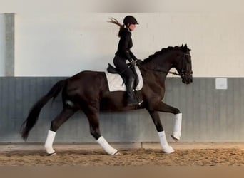 Koń oldenburski, Wałach, 4 lat, 173 cm, Kara