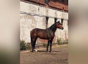 Koń oldenburski, Wałach, 4 lat, 175 cm, Ciemnogniada