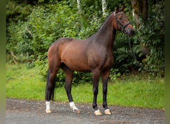 Koń oldenburski, Wałach, 5 lat, 165 cm, Gniada