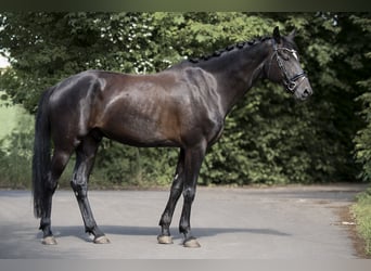 Koń oldenburski, Wałach, 5 lat, 165 cm, Kara