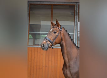 Koń oldenburski, Wałach, 5 lat, 165 cm, Kasztanowata