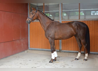 Koń oldenburski, Wałach, 5 lat, 165 cm, Kasztanowata