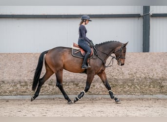 Koń oldenburski, Wałach, 5 lat, 166 cm, Ciemnogniada