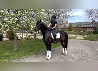 Koń oldenburski, Wałach, 5 lat, 166 cm, Ciemnogniada