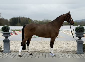 Koń oldenburski, Wałach, 5 lat, 166 cm, Gniada