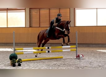 Koń oldenburski, Wałach, 5 lat, 167 cm, Ciemnokasztanowata