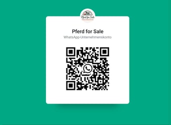 Koń oldenburski, Wałach, 5 lat, 167 cm, Skarogniada