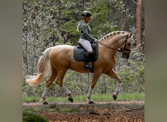 Koń oldenburski, Wałach, 5 lat, 168 cm, Gniada