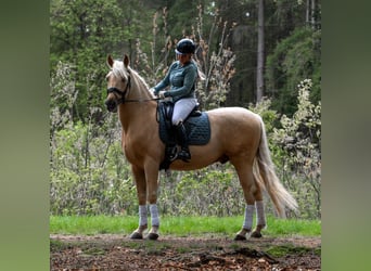 Koń oldenburski, Wałach, 5 lat, 168 cm, Gniada