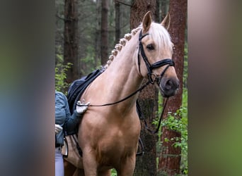 Koń oldenburski, Wałach, 5 lat, 168 cm, Gniada