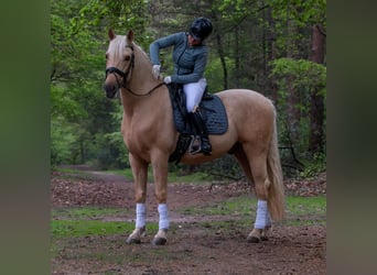 Koń oldenburski, Wałach, 5 lat, 168 cm, Gniada