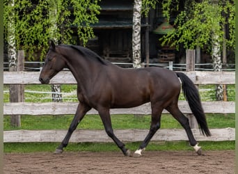 Koń oldenburski Mix, Wałach, 5 lat, 168 cm, Kara
