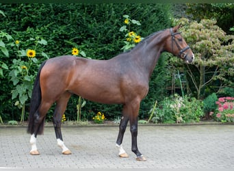 Koń oldenburski, Wałach, 5 lat, 169 cm, Gniada