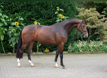 Koń oldenburski, Wałach, 5 lat, 169 cm, Gniada