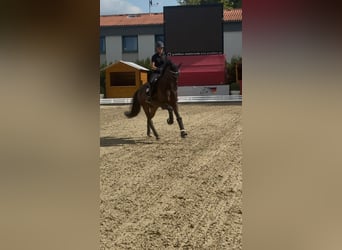 Koń oldenburski, Wałach, 5 lat, 169 cm, Gniada