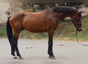 Koń oldenburski, Wałach, 5 lat, 169 cm, Gniada