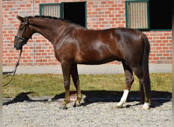 Koń oldenburski, Wałach, 5 lat, 170 cm, Ciemnokasztanowata