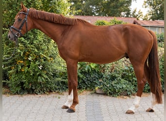Koń oldenburski, Wałach, 5 lat, 170 cm, Ciemnokasztanowata