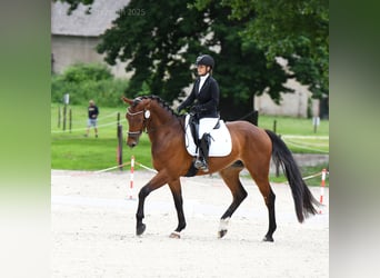 Koń oldenburski, Wałach, 5 lat, 170 cm, Gniada
