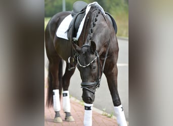 Koń oldenburski, Wałach, 5 lat, 170 cm, Kara