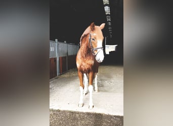 Koń oldenburski, Wałach, 5 lat, 170 cm, Kasztanowata