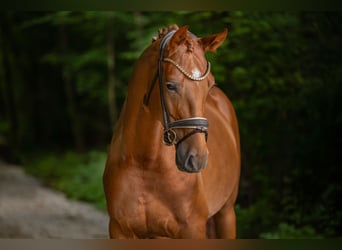 Koń oldenburski, Wałach, 5 lat, 170 cm, Kasztanowata