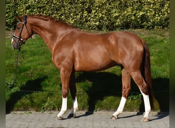 Koń oldenburski, Wałach, 5 lat, 170 cm, Kasztanowata