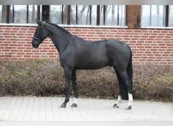 Koń oldenburski, Wałach, 5 lat, 171 cm, Kara