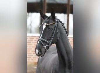 Koń oldenburski, Wałach, 5 lat, 171 cm, Kara