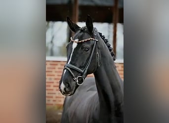 Koń oldenburski, Wałach, 5 lat, 171 cm, Kara