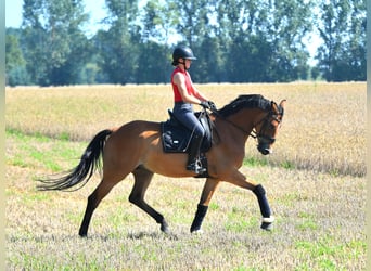 Koń oldenburski, Wałach, 5 lat, 172 cm, Gniada