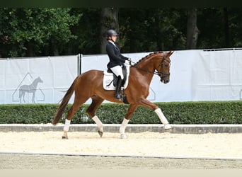 Koń oldenburski, Wałach, 5 lat, 172 cm, Kasztanowata