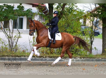 Koń oldenburski, Wałach, 5 lat, 172 cm, Kasztanowata