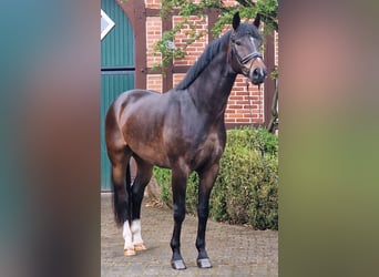 Koń oldenburski, Wałach, 5 lat, 174 cm, Ciemnogniada