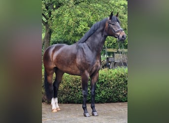 Koń oldenburski, Wałach, 5 lat, 174 cm, Ciemnogniada