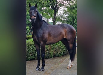 Koń oldenburski, Wałach, 5 lat, 174 cm, Ciemnogniada