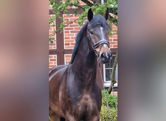 Koń oldenburski, Wałach, 5 lat, 174 cm, Ciemnogniada