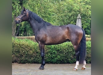 Koń oldenburski, Wałach, 5 lat, 174 cm, Ciemnogniada