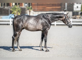 Koń oldenburski, Wałach, 5 lat, 175 cm, Siwa