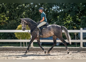 Koń oldenburski, Wałach, 5 lat, 175 cm, Siwa